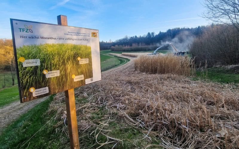 hier weachst miscanthus