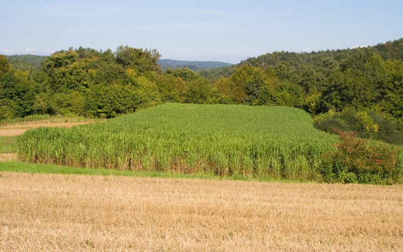 miscanthus anbau 01