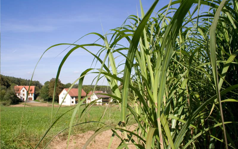 miscanthus anbau 02