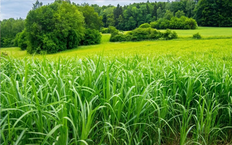 miscanthus feld