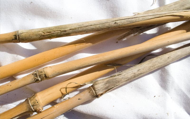 miscanthus getrocknet