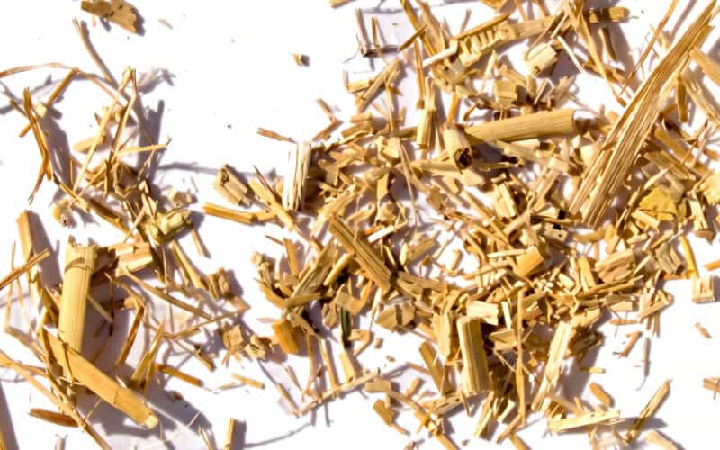 miscanthus haecksel 02