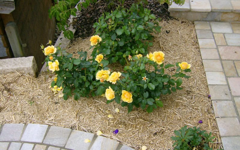 miscanthus mulch rosen