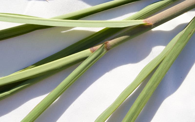 miscanthus staengel